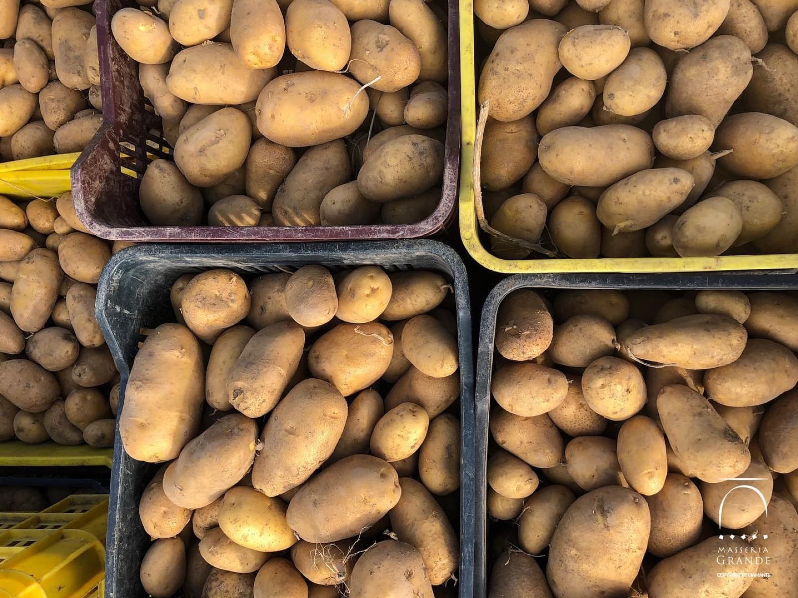 Prodotti agricoli della masseria - patate