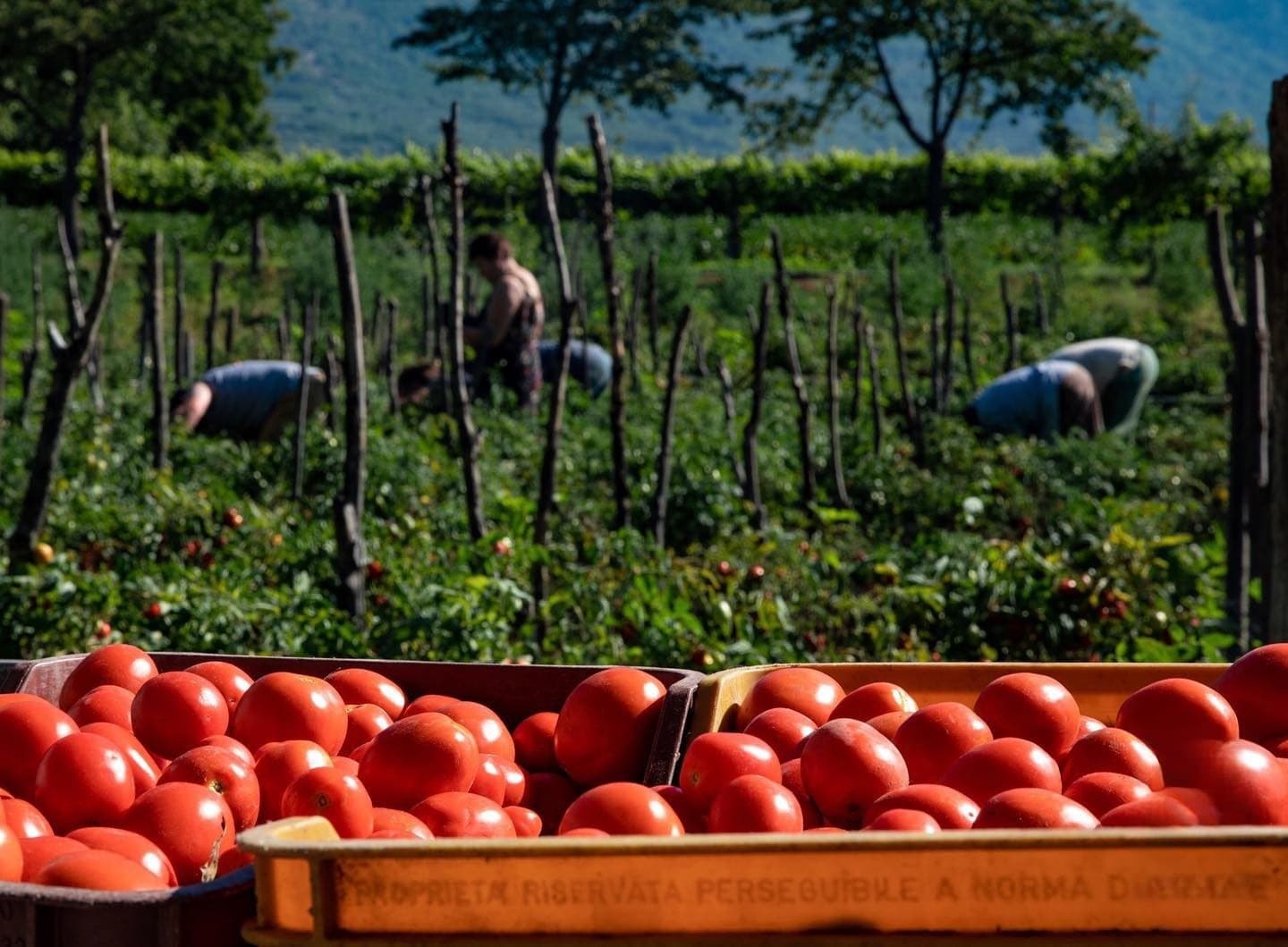 Prodotti agricoli della masseria - pomodori